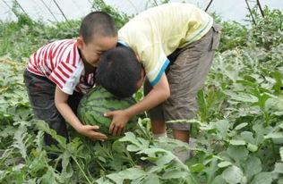 康县老头吃瓜事件,一场引发社会关注的网络风波 第2张 康县老头吃瓜事件,一场引发社会关注的网络风波 第2张